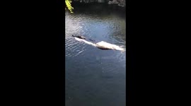 Gator towing a dead gator