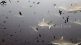 ‘A complete one-off’: UK diver surrounded by 30 reef sharks in Maldives