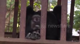 云南澜沧  “小黑狗”长大成了大黑熊 村民主动上交森林公安