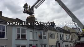 Fire brigade cat rescue after gull attack in Hastings, UK