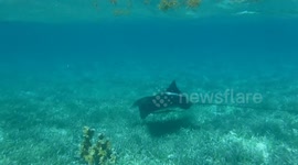 Stingray encounter during snorkel session