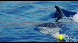 White Shark Chasing Bait