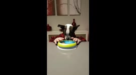 Cute dog eats cookies like a human
