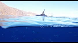 White Shark Eating Bait Underwater
