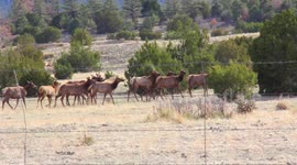 Majestic herd of elk hop a fence in scenic Colorado