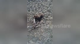 Newsflare Edit - GRIZZLY BEAR EATS DEER FETUS