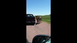 Pair of Wild Donkeys (Burros) in Custer State Park South Dakota