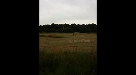 Deer playing and jumping in a field