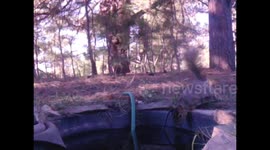 Squirrel does push-ups