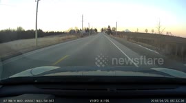 04/23/2018 - Close call for this Coyote