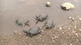 African terrapins searching for food at a pond edge when a car stops