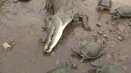 Crocodile eats a rock while greedy terrapins get all of the food!!