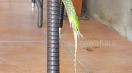 Tourists look on in awe as snake catches lizard in coffee shop