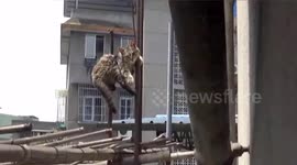 Firefighters rescue cat impaled on roof's steel bar after two days