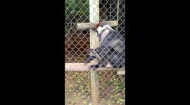 Hilarious Twirking monkey adds a twist at PTA Zoo!