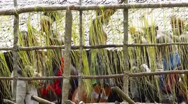 Bisj Pole Ceremony, Exposing poles at entrance to longhouse, Omandecep, Asmat Region, Papua, Indonesia