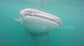 Whale Sharks (Rhincodon typus; 7 m and 8 m) with Remoras (Echeneidae; >15; 0.1-1 m) and Golden Trevally Pilotfish (Gnathanodon specious; >15; 0.1 m), Namatote, Triton Bay, Papua, Indonesia