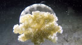 Upside-down jellyfish (Cassiopea sp.; 0.1 m)  (has photosynthetic zooanthella endosymbionts in tentacles; rests on substrate with tentacles exposed), Triton Bay, Papua, Indonesia
