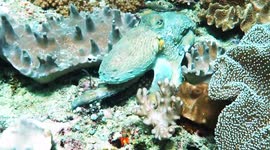 Day octopus (Octopus cyanea; 0.5 m); female inviting mate (receptiveness signalled by turning fully white near end of video clip; arrival of male at end of video clip), Triton Bay, Papua, Indonesia