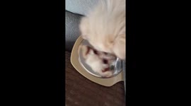 Cute puppy sees his reflection for first time and tries to play with himself
