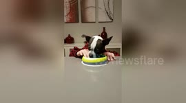 Cute dog eats cookies like a human