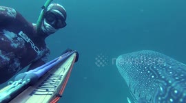 Dancing with a WHALE SHARK in DUBAI