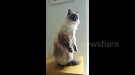 Suricate Cat Suspense