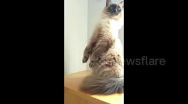 Suricat Cat Suspense 