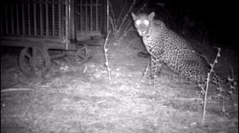 Male leopard sacrifices love for chicken in cage