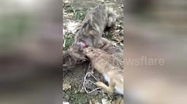 山东济宁  野兔咬住狗不放