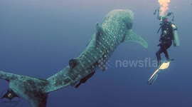 Magical moment divers meets juvenile whale shark