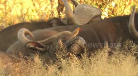 Useful birds enthusiastically clean buffalo's eye and nostril