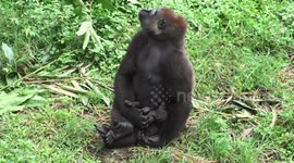 Mother Gorilla dotes on her baby