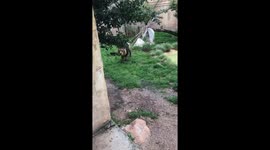 Lion tried to attack