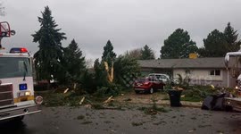 Lightning strikes a tree in a neighborhood in South of Denver.