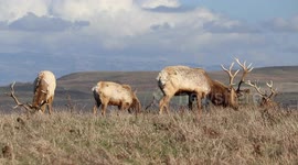 Tule Elk clears spot to lay down