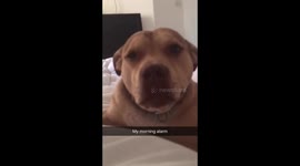 My mo ped alarm clock