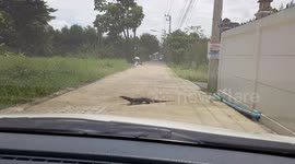 Laid-back monitor lizard halts traffic to cross road