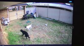 Dog VS Retractable Garden Hose