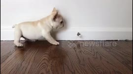 Sir Henry vs. door stop