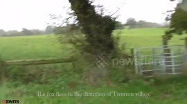 A police investigation into a hunt has been dropped due to a lack of evidence - despite the CPS having a video of a fox being chased by a pack of dogs followed by a huntsman