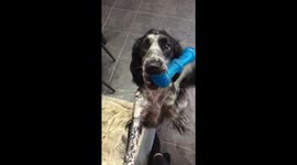 Dog begging on hind legs