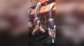 Newsflare Edit - Stomach-churning footage of breathing barnacles hanging off boat