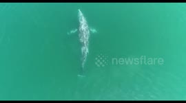 Drone captures incredible footage of gray whale without a tail
