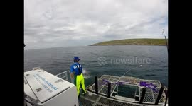 Thirsty Young Great White Shark