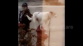 ‘That’s a good dog’: Well-disciplined dog stands perfectly still on fire hydrant