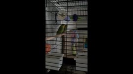 This is YingYang and Athena.Our two birds.