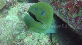 Cheeky green moray eel comes in for a kiss with the camera