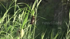 Thick-billed Weaver male building his nest of fine strips of rushes