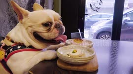 French bulldogs refuse to eat dessert